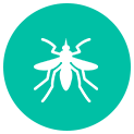 Mosquito
